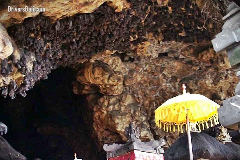 drv-goa-lawah-bats