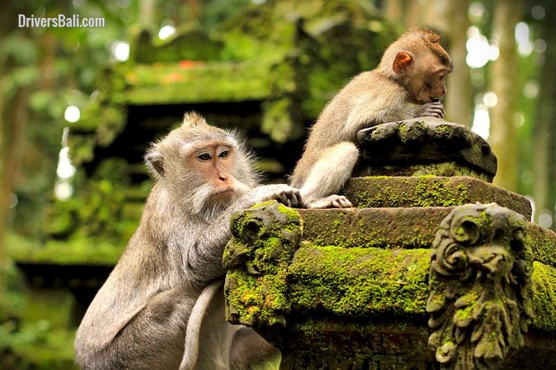 drv-ubud-monkey-forest