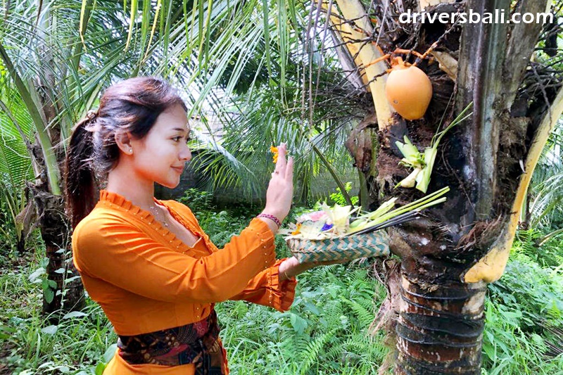 Tumpek Uduh is ceremony to honour plants
